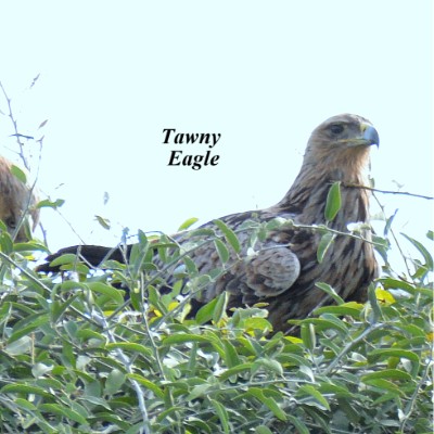 Tawny Eagle